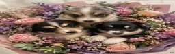 Pomsky dogs for sale: Pomsky Puppy 1 - Ad 12