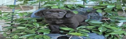 Labrador Retriever dogs for sale: Mocha - Ad 1