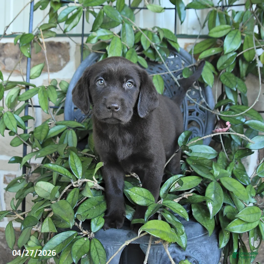 Labrador Retriever dogs for sale: Mocha - Ad 1