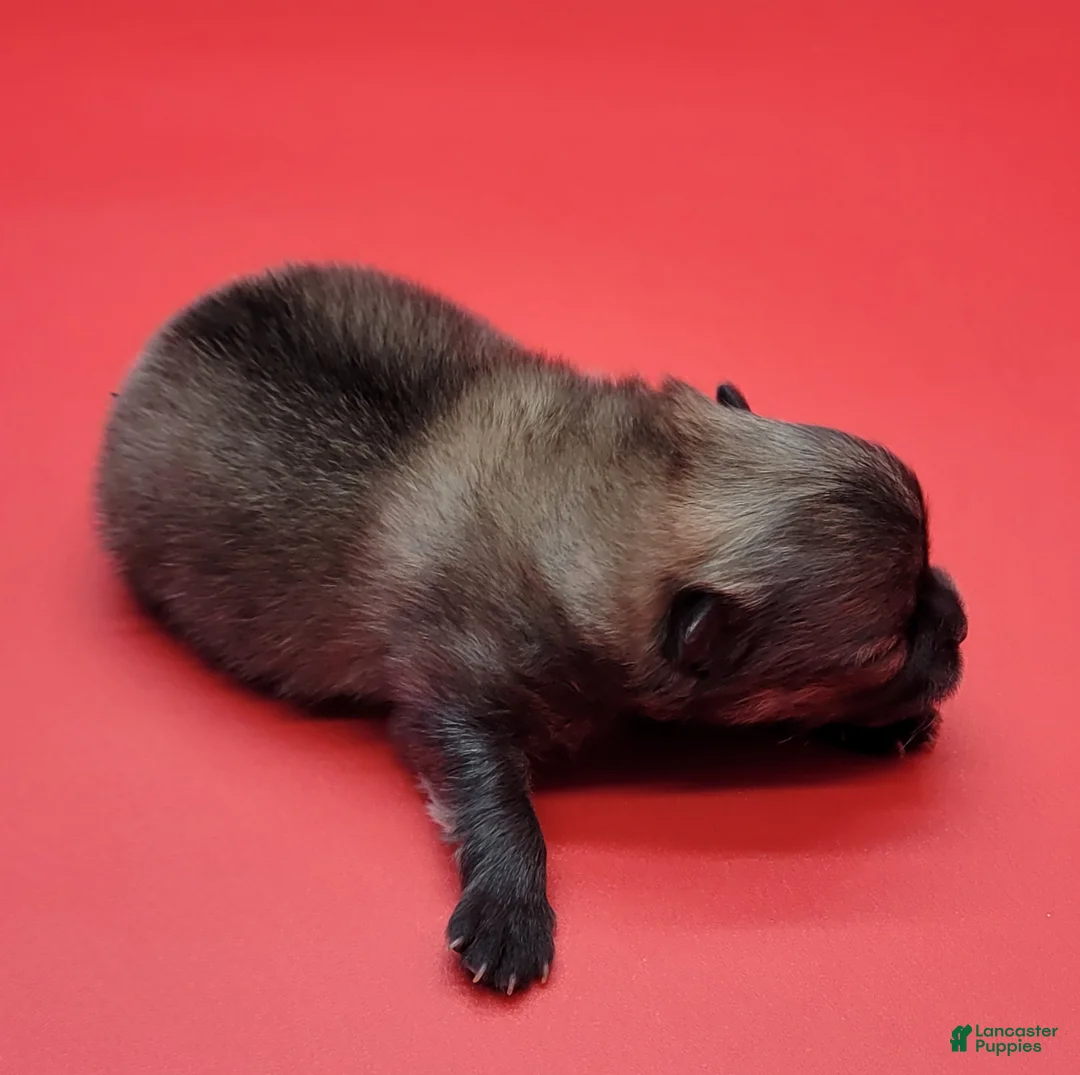 Pomeranian dogs for sale: Pomeranian Puppy 3 - Ad 1