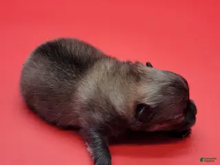 Pomeranian dogs Pomeranian Puppy 3 - Ad 4