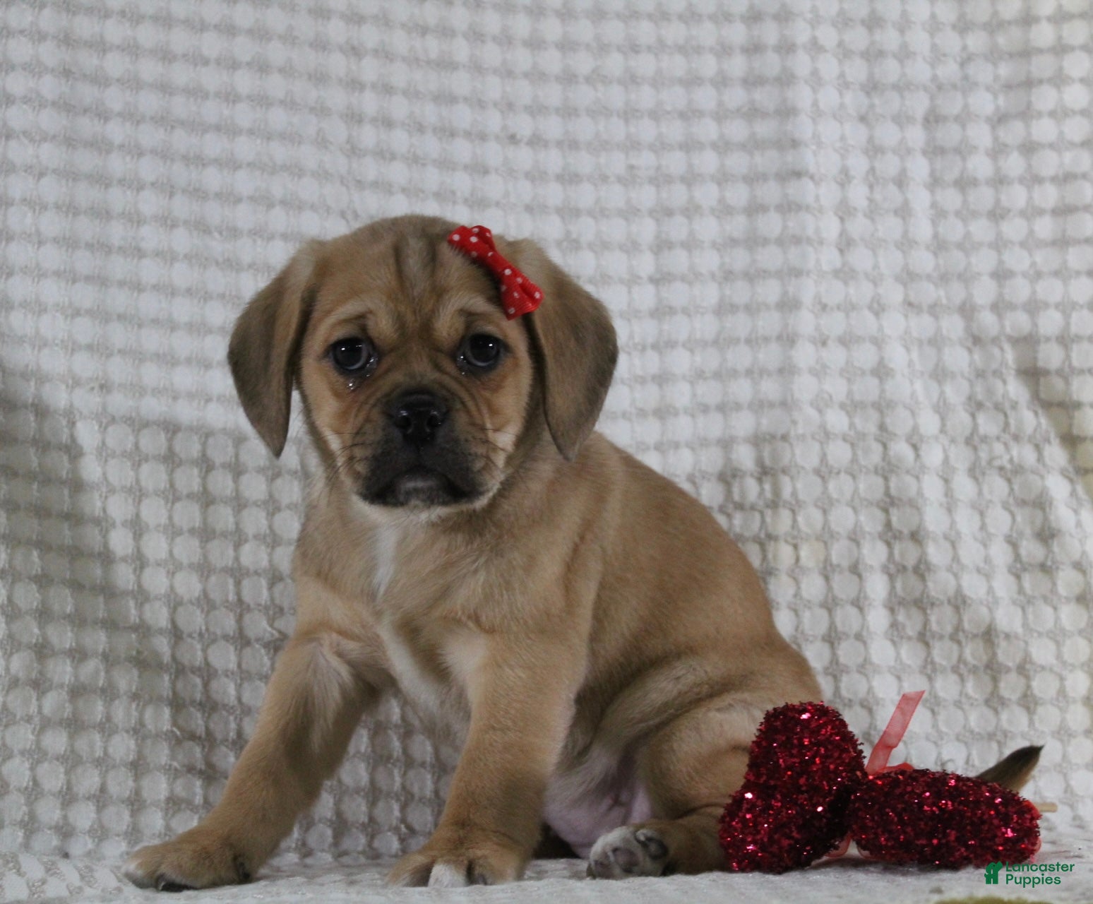 Puggle dogs Tara - Ad 32