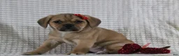 Puggle dogs for sale: Tara - Ad 1