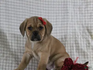 Puggle dogs Tara - Ad 32