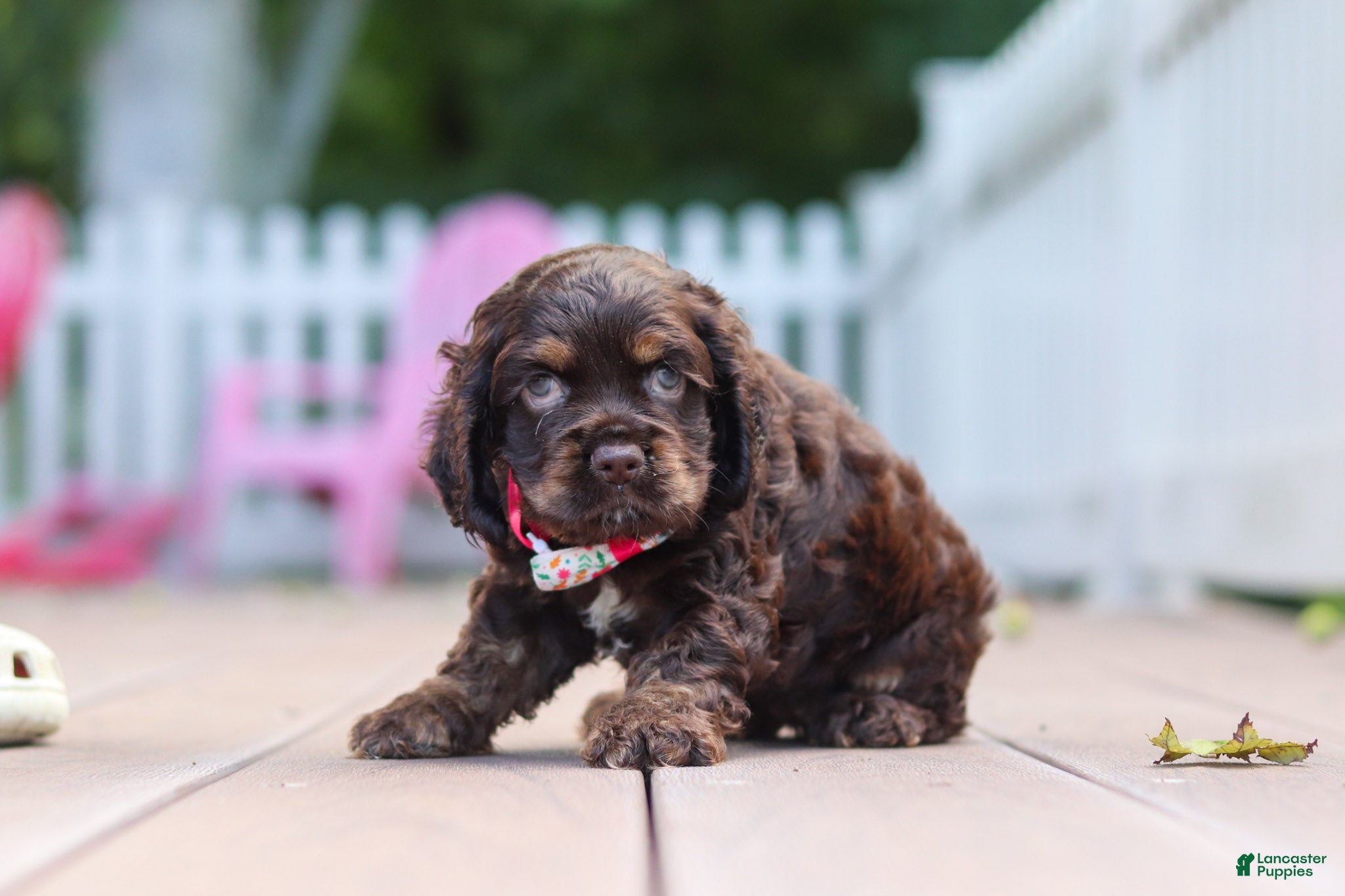 Cocker Spaniel dogs Anna - Ad 2