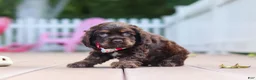 Cocker Spaniel dogs for sale: Anna - Ad 2