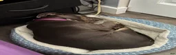 American Pit Bull Terrier dogs for sale: American Pit Bull Terrier 1 - Ad 4