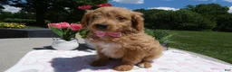 Mini Aussiedoodle dogs for sale: Mini Aussiedoodle 4 Dolly - Ad 4