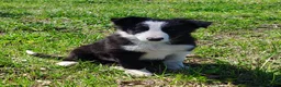 Border Collie dogs for sale: Linus - Ad 7
