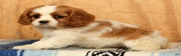 Cavalier King Charles Spaniel dogs for sale: Petunia - Ad 5