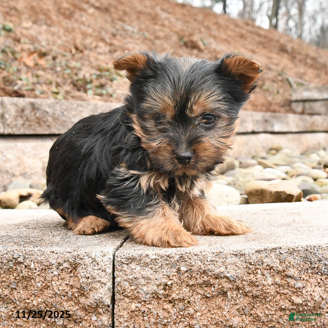 Yorkshire Terrier dogs for sale: Jasmine - Ad 2