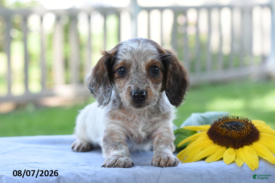 Miniature Dachshund dogs Trudy - Ad 2