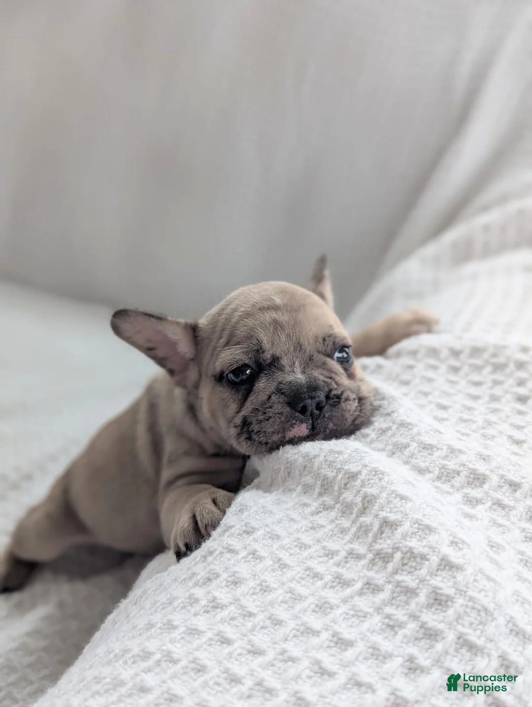 French Bulldog dogs for sale: Albie - Ad 1