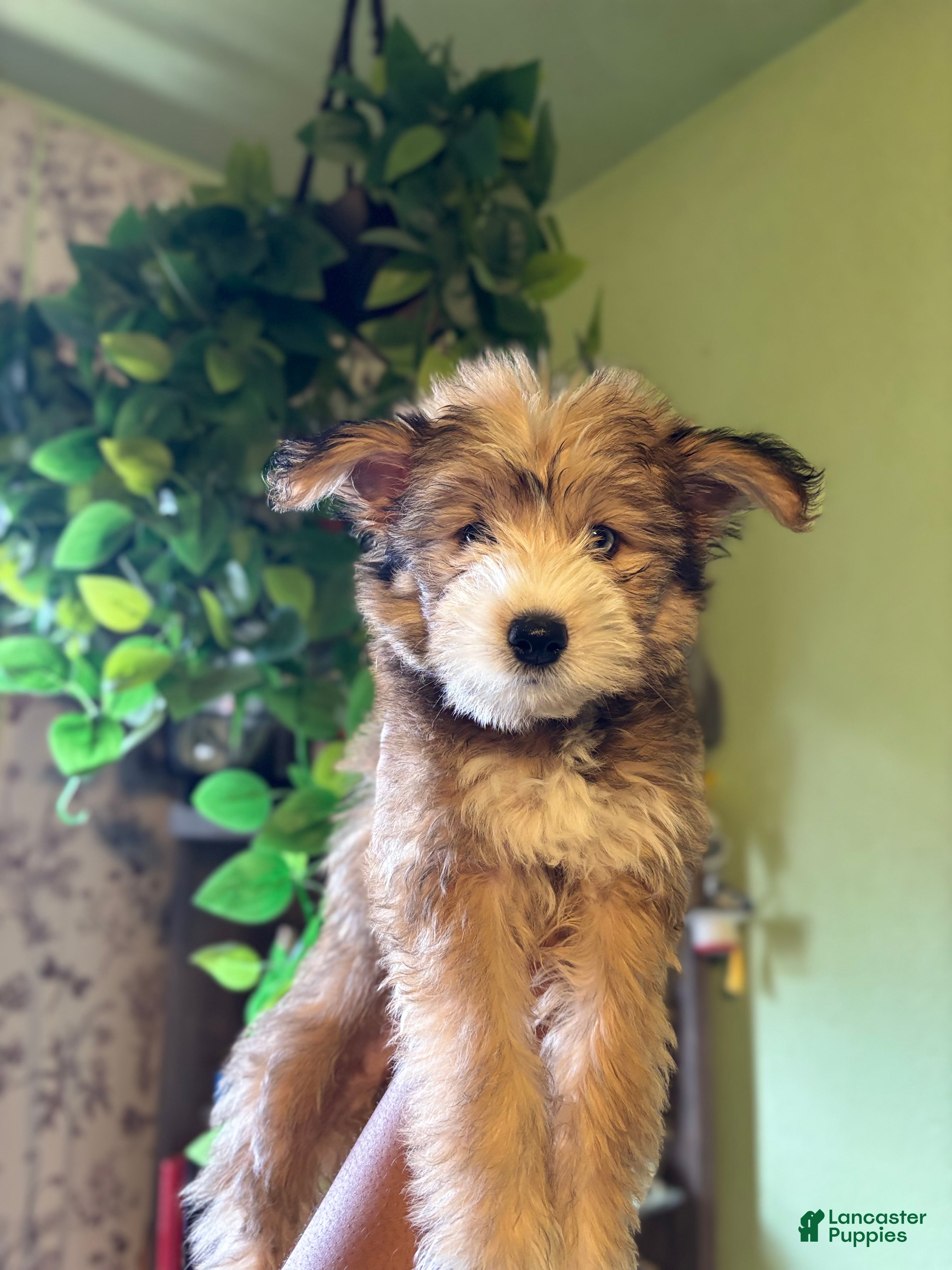 Pomsky dogs Athena - Ad 1