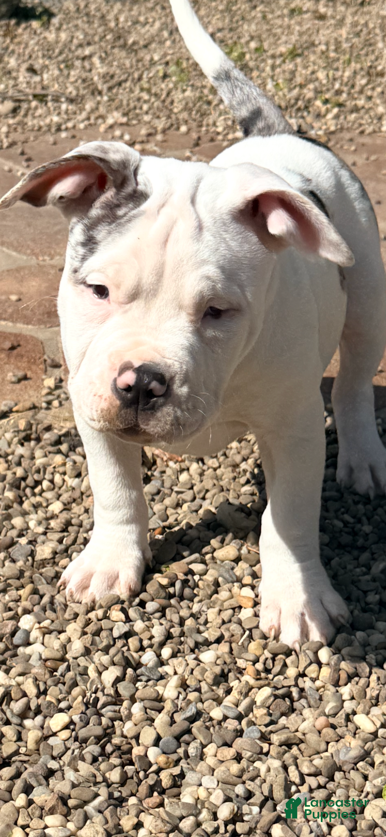 American Bully dogs Kami, pocket Bully Puppy 1 - Ad 1
