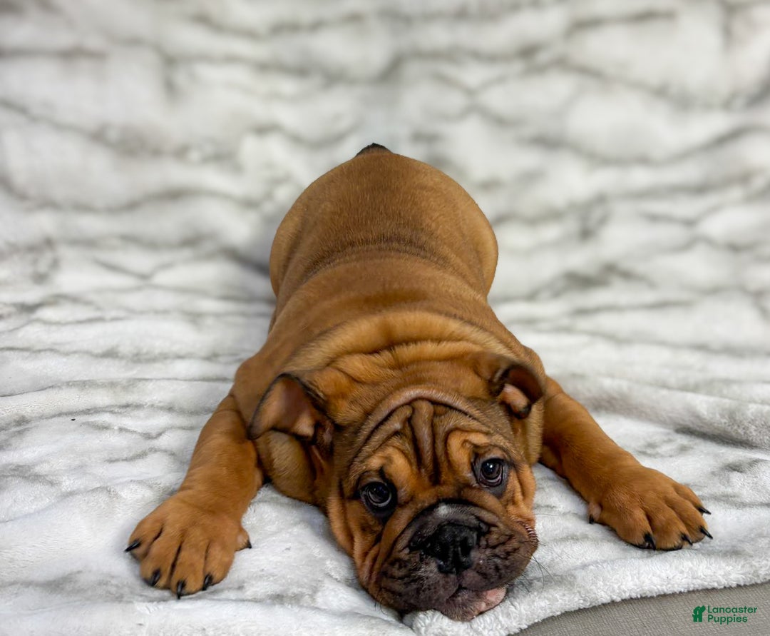 English Bulldog dogs for sale: Muffin - Ad 2