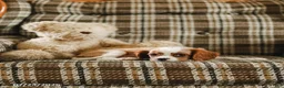 Cavalier King Charles Spaniel dogs for sale: Kevin - Ad 5