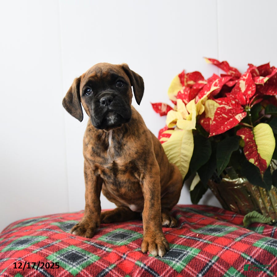 Boxer dogs Bubbles - Ad 39