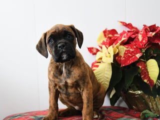 Boxer dogs Bubbles - Ad 17