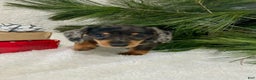 Miniature Dachshund dogs for sale: Bruce - Ad 3