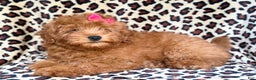 Mini Aussiedoodle dogs for sale: Jade - Ad 5