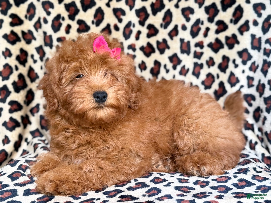 Mini Aussiedoodle dogs for sale: Jade - Ad 5