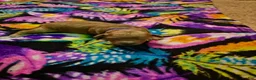 Mini Goldendoodle dogs for sale: luna - Ad 7
