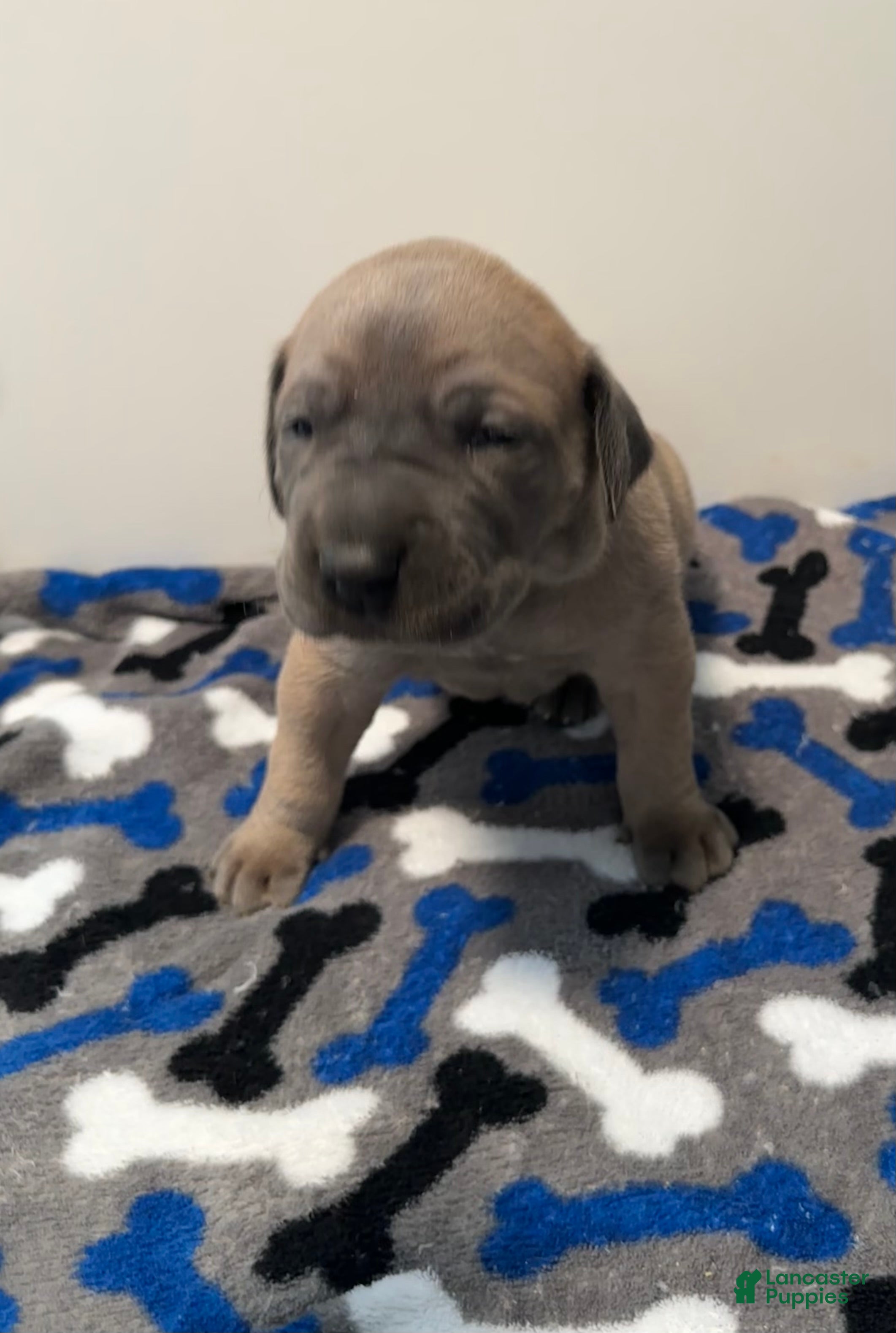 Great Dane dogs Tan Collar - Ad 2