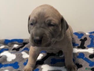 Great Dane dogs Tan Collar - Ad 3