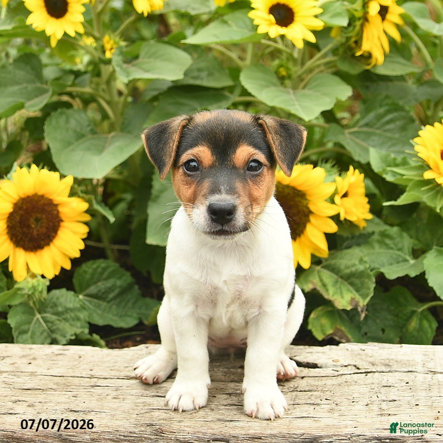 Jack Russell Terrier dogs Daffodil - Ad 1