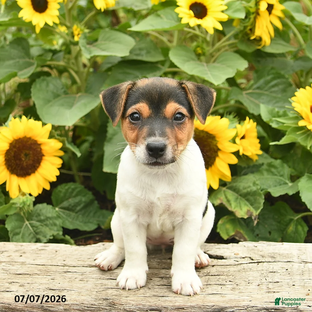 Jack Russell Terrier dogs for sale: Daffodil - Ad 1