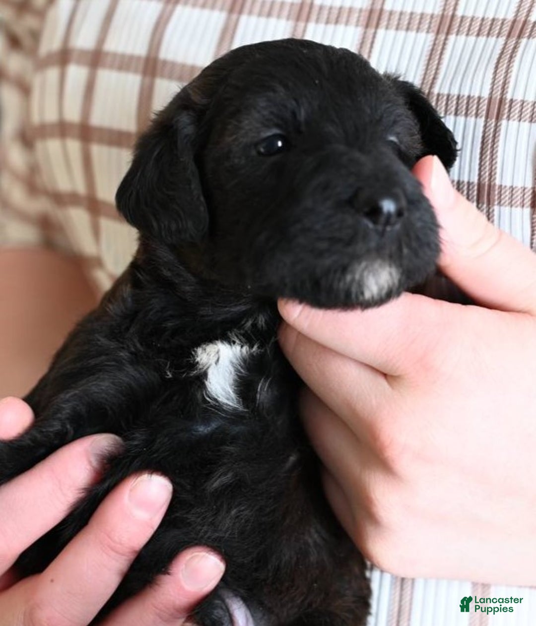 Mixed Breed dogs for sale: Geyser - Ad 4