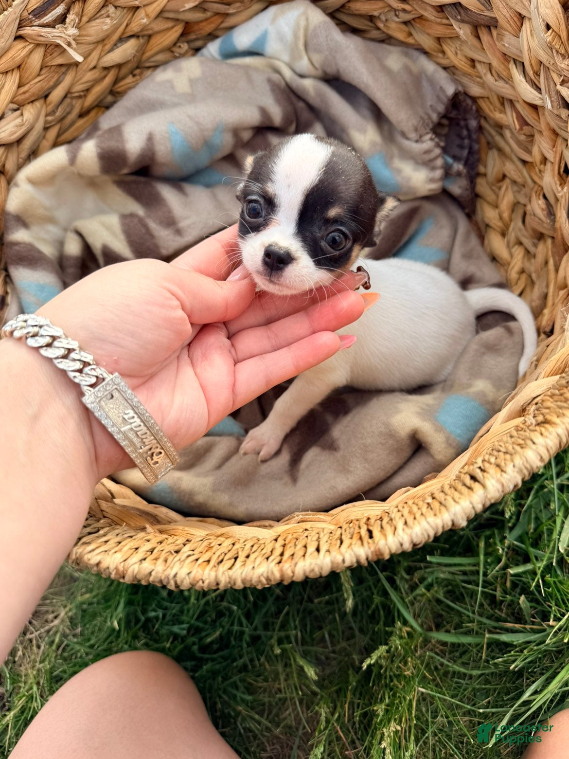 Chihuahua dogs Female  - Ad 38