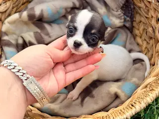 Chihuahua dogs Female - Ad 18