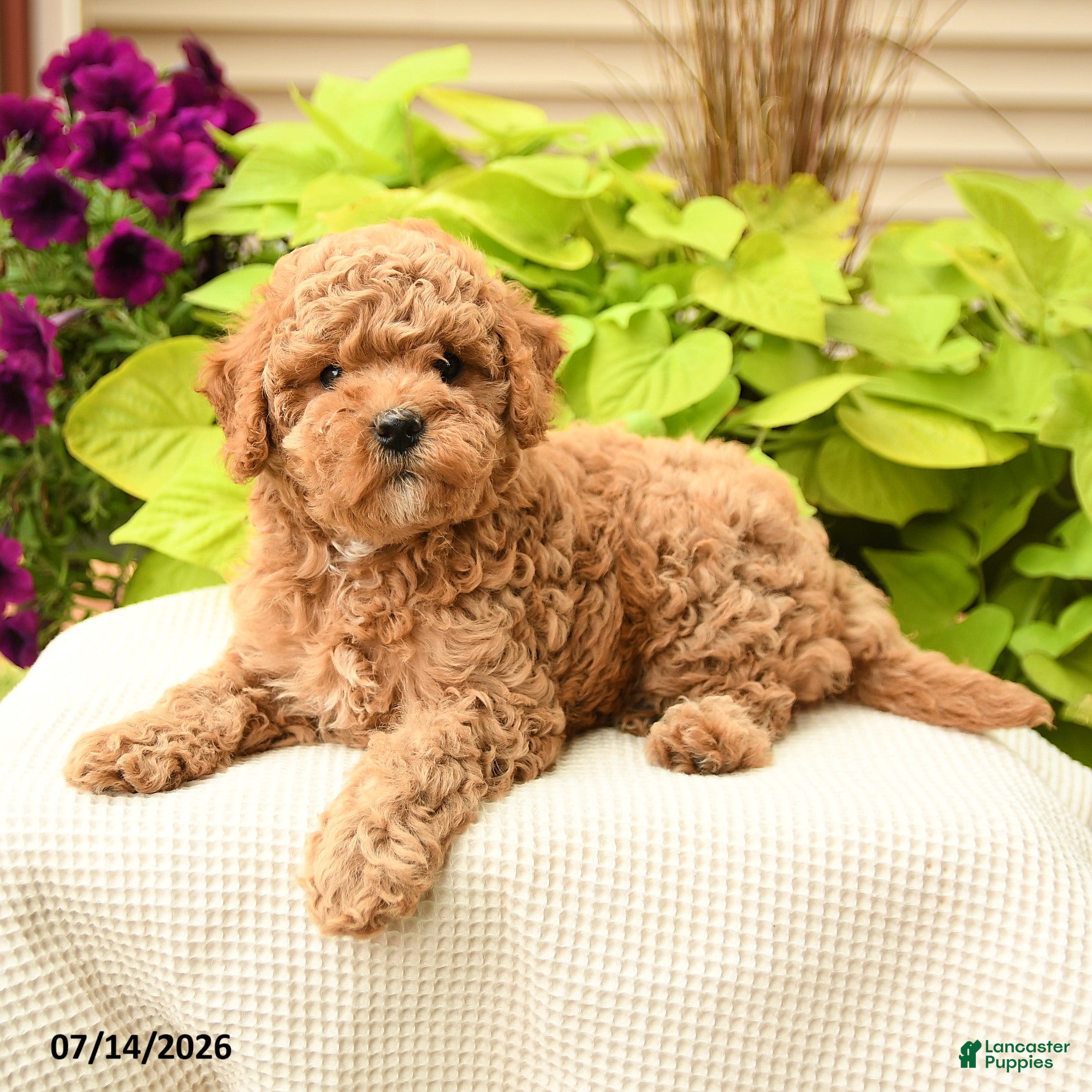 Cavapoo dogs for sale: Cutie - Ad 1