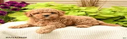 Cavapoo dogs for sale: Cutie - Ad 1