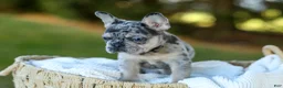 French Bulldog dogs for sale: Cookie - Blue Merle - Ad 8