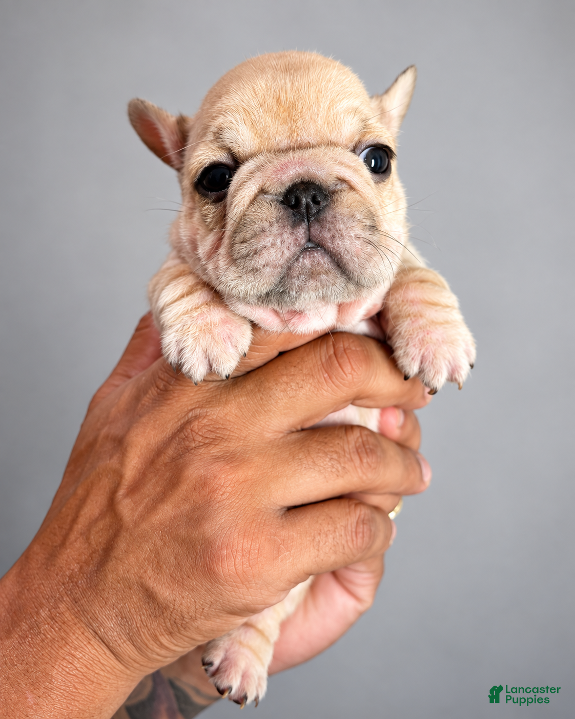 French Bulldog dogs French Bulldog 2 - Ad 1