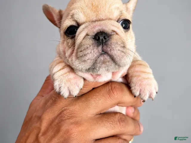 French Bulldog dogs for sale: French Bulldog 2 - Ad 1