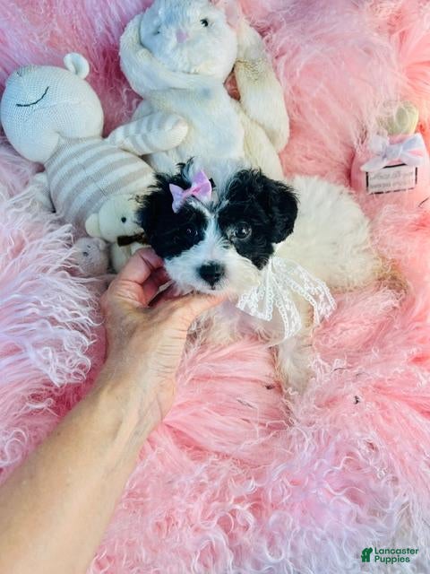 Toy Poodle dogs Toy Poodle 1 - Ad 2