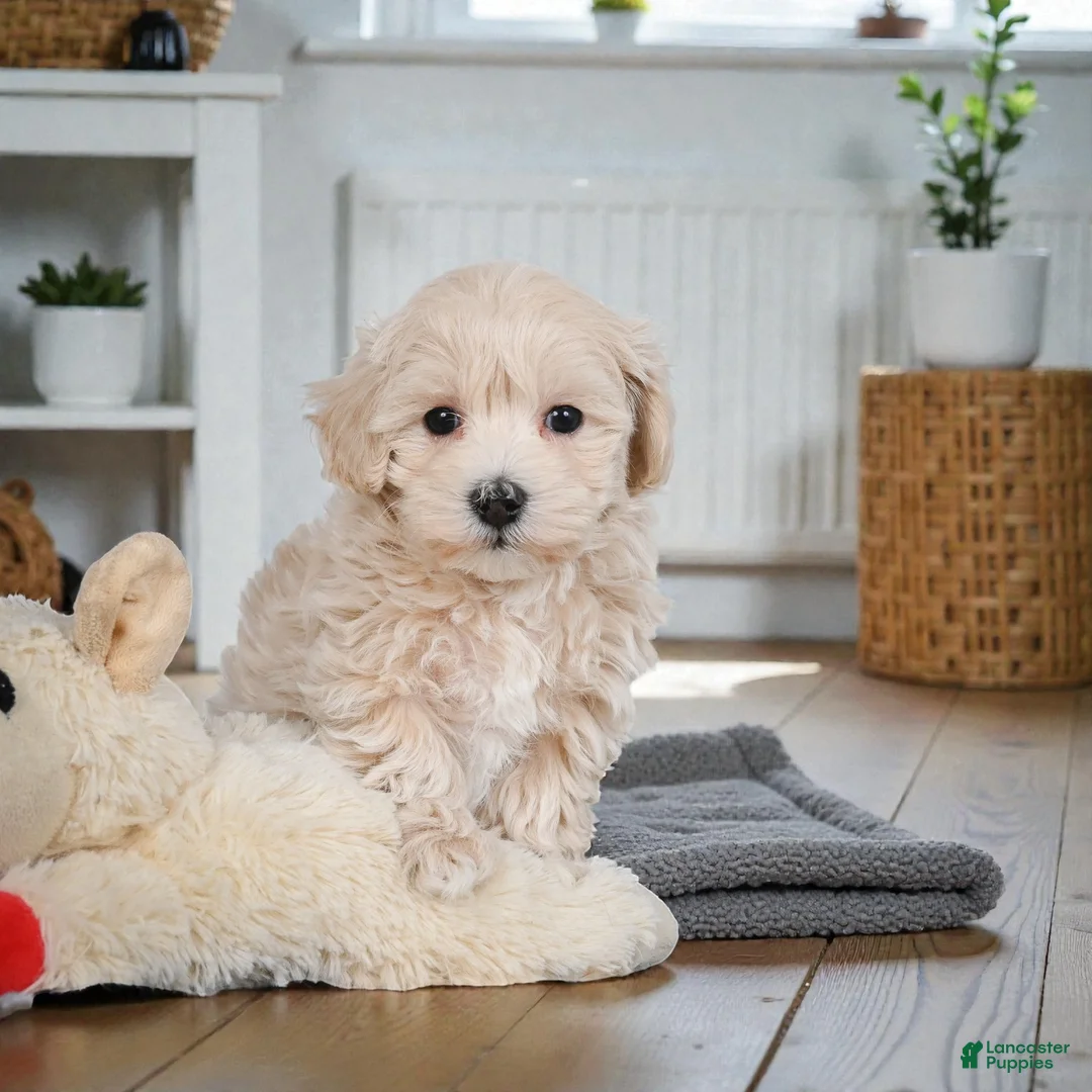 Maltipoo dogs for sale: rocky - Ad 11