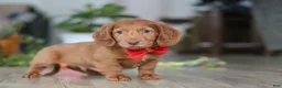Miniature Dachshund dogs for sale: Maverick - Ad 5