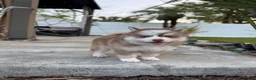 Pomsky dogs for sale: Queso - Ad 4