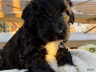 Mixed Breed dogs Beauty - Ad 5