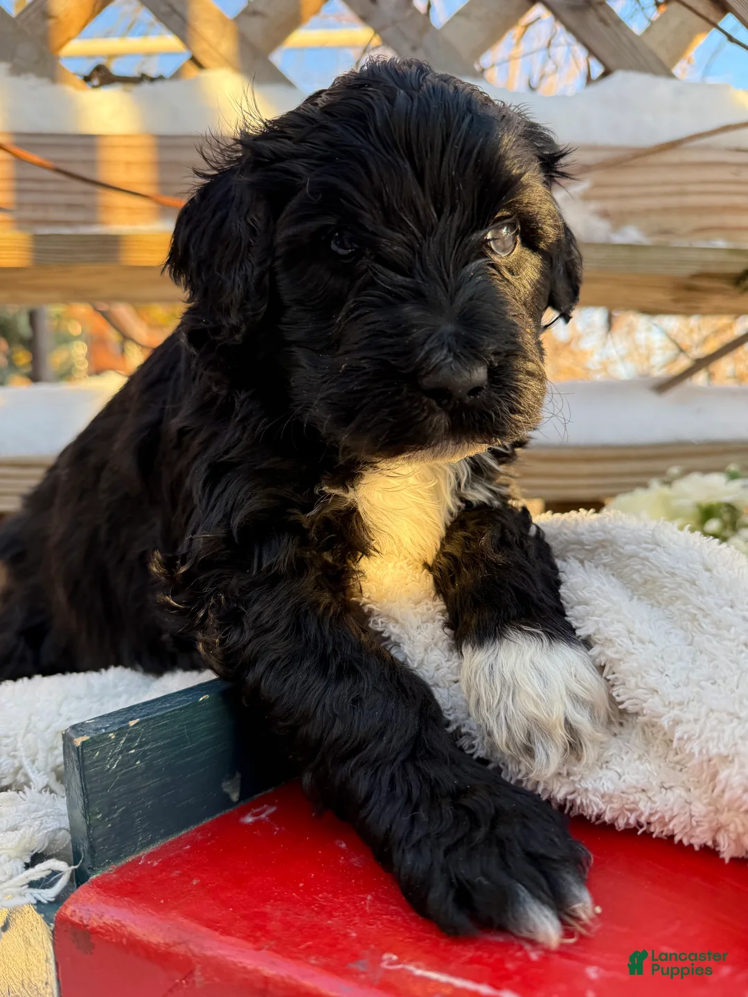 Mixed Breed dogs for sale: Beauty  - Ad 4