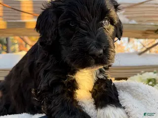 Mixed Breed dogs Beauty - Ad 21