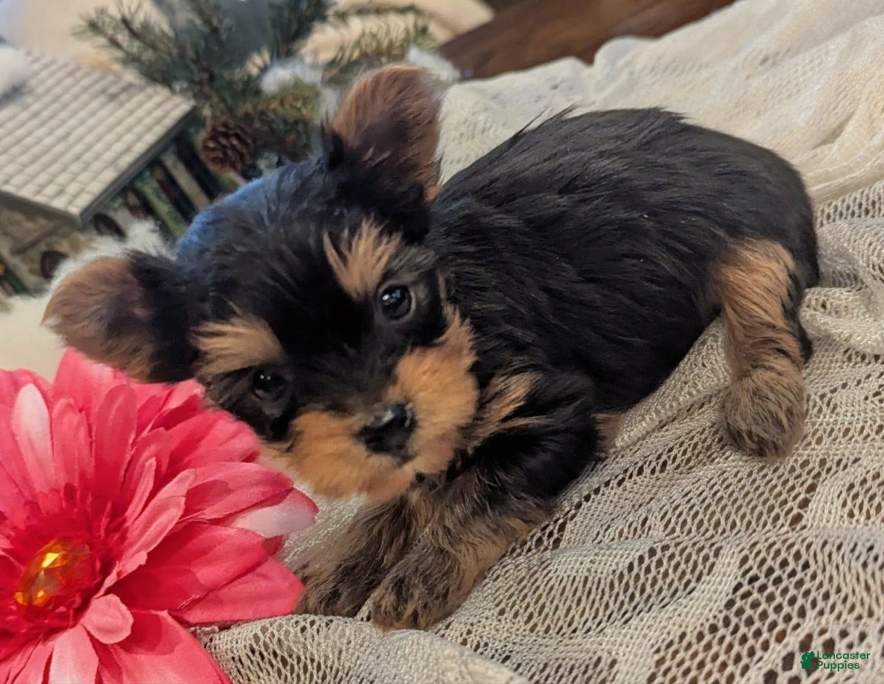 Yorkshire Terrier dogs Holly - Ad 10