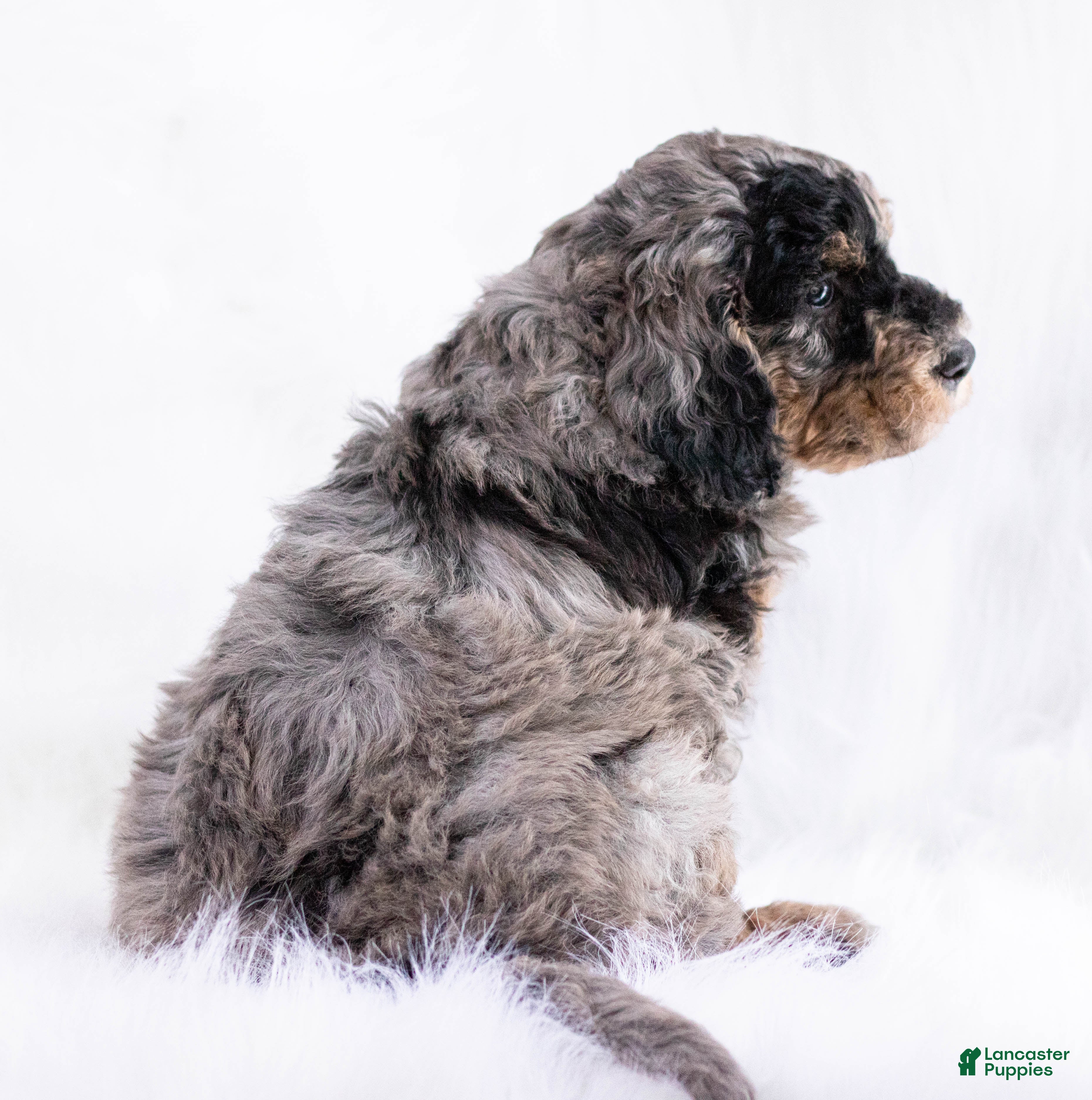 Goldendoodle dogs Arrow - Ad 16