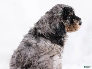 Goldendoodle dogs Arrow - Ad 16