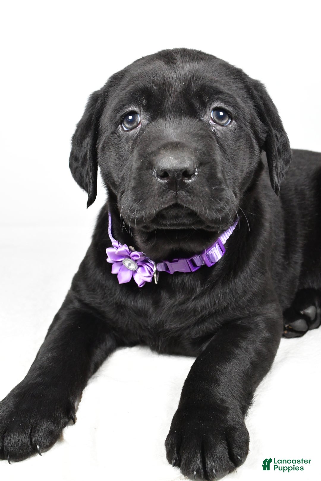 Labrador Retriever dogs for sale: Nicole - Ad 5
